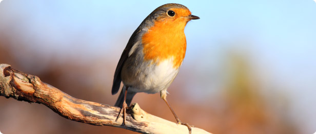 Oiseaux de France